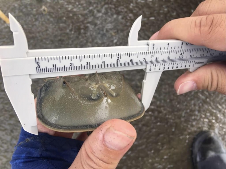 8 young horseshoe crabs spotted at Hsinchu City's Siangshan Wetland