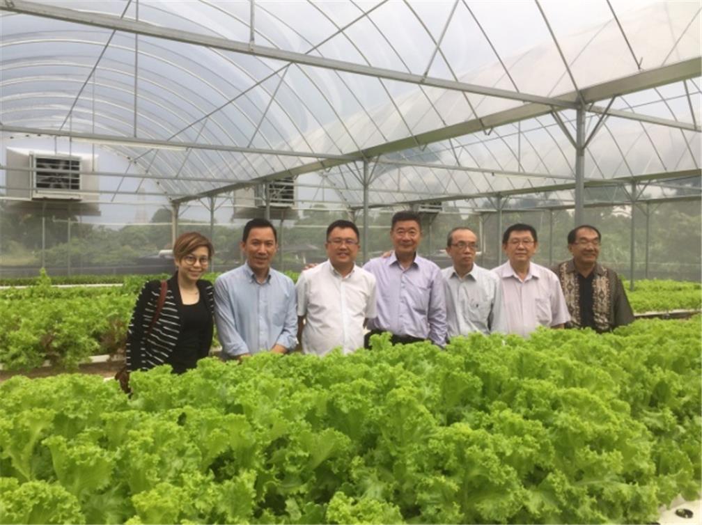 9/19參訪森美蘭中華總商會常務董事李榮耀的都市農園。簡易溫室水耕種萵苣，建設中有魚菜共生。