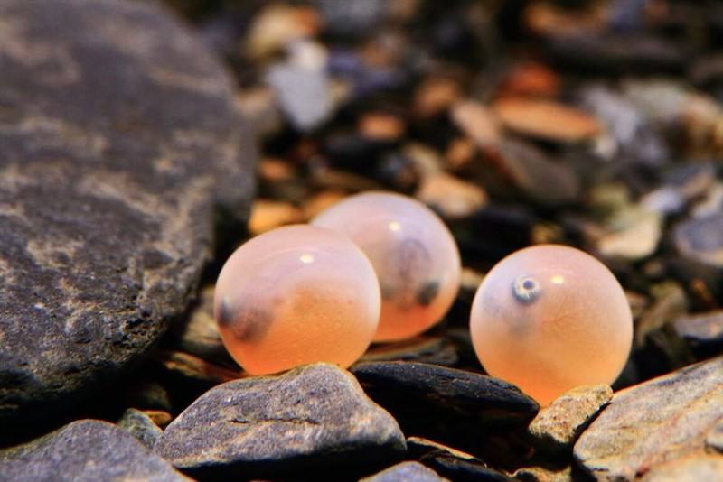 Formosan landlocked salmon eggs. Photo courtesy of Shei-Pa National Park Headquarters