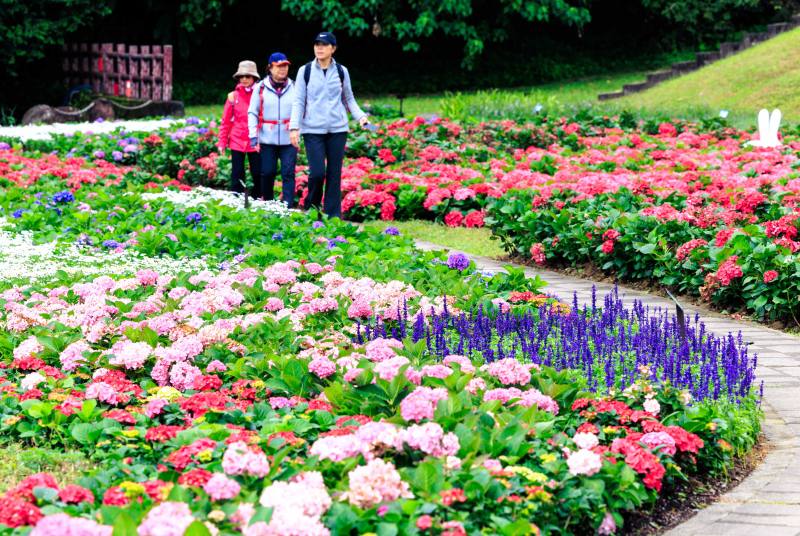 Take a leisurely stroll along the hydrangea trails and enjoy the feeling of being surrounded by a sea of flowers.