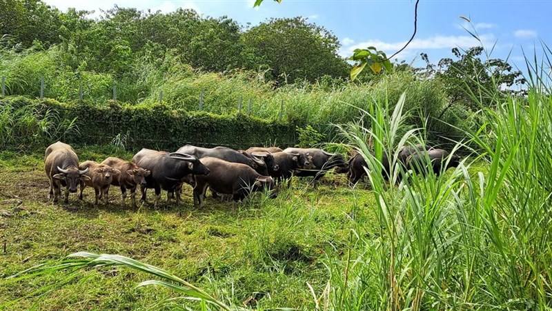 Water buffalo relocated from New Taipei graze in their new habitat in Taitung County. Photo courtesy of Shih Ching-jung