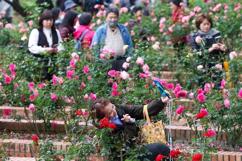 Visitors to Chiang Kai-shek Shilin Residence Park enjoy the view of roses in Taipei Sunday. CNA photo