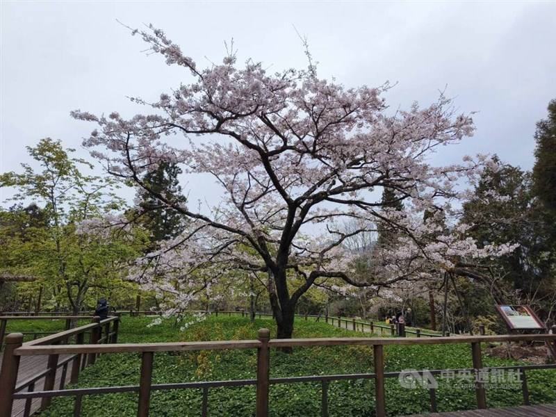 A cherry blossom tree in full bloom on Chiayi County's Alishan. CNA photo March 10, 2024