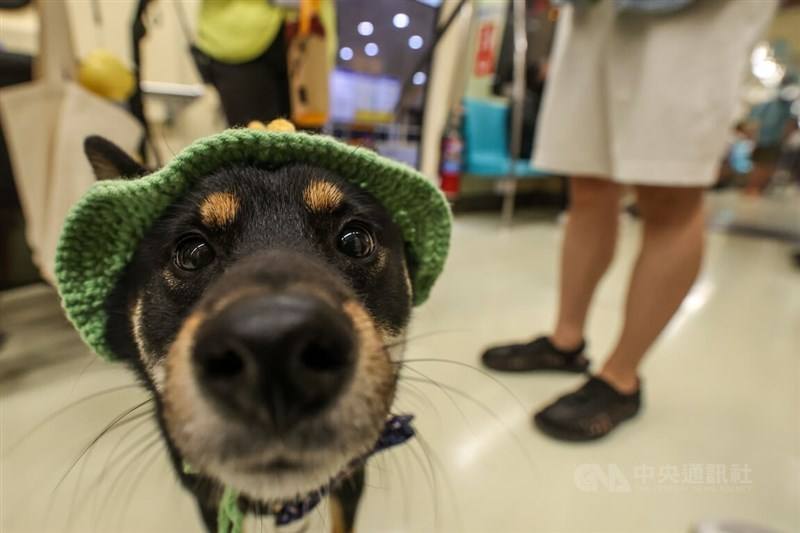 A dog with a hat looks into a camera onboard a special pet friendly service on the Taipei Metro on Sunday. CNA photo March 31, 2024