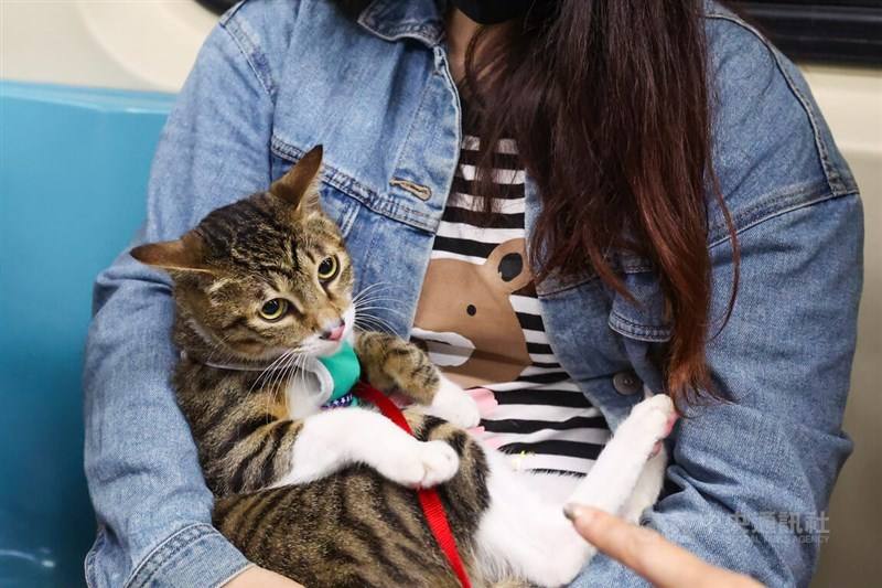 A leashed up cat is cradled in its owner's arms when riding a special pet friendly service on the Taipei Metro on Sunday. CNA photo March 31, 2024