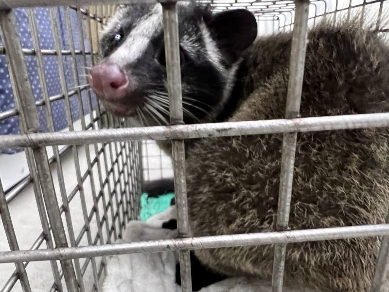 The gem-faced civet on MRT track had been successfully rescued.