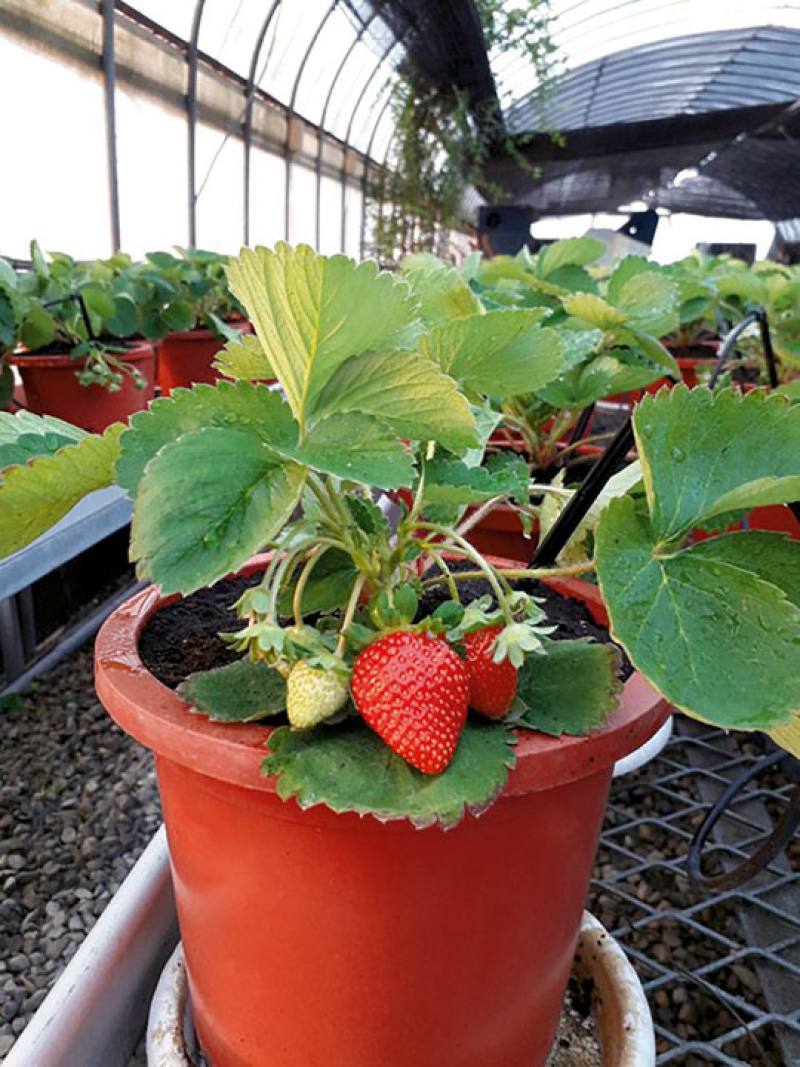 How A New Variety Of Strawberry Plants Is Developed?  