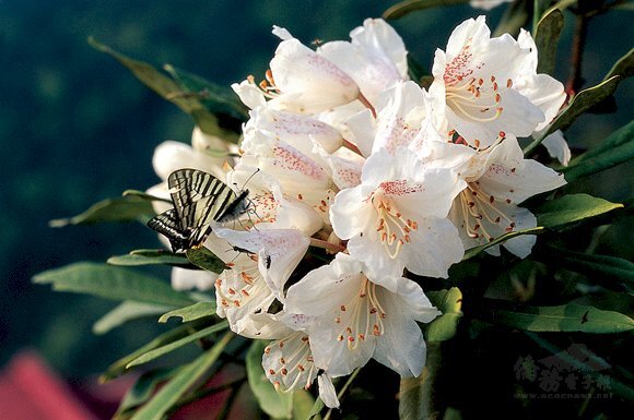 歡迎蒞臨僑委會全球資訊網 臺灣相關新聞