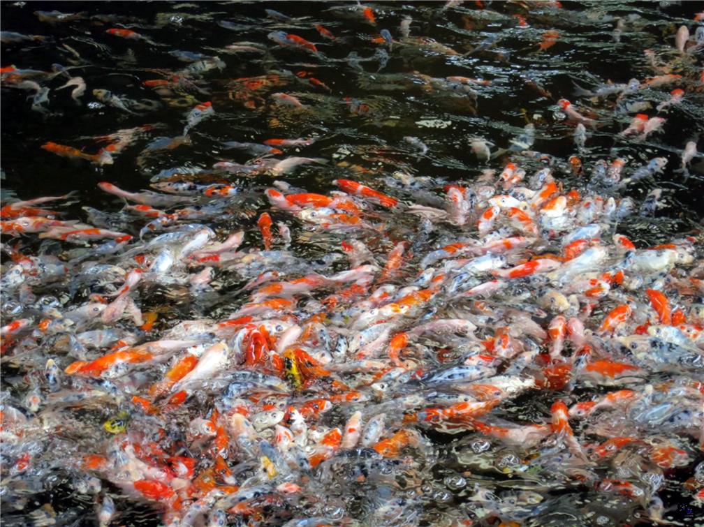 歡迎蒞臨僑委會全球資訊網 全球僑社動態