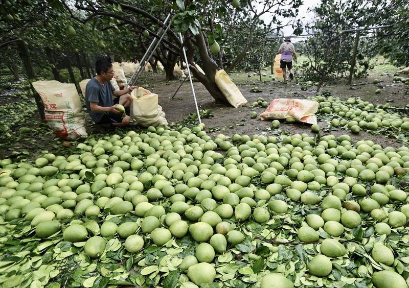 Pomelo farmers in Madou District, Tainan, clean up wendan pomelos blown down by strong winds. CNA photo July 8, 2025