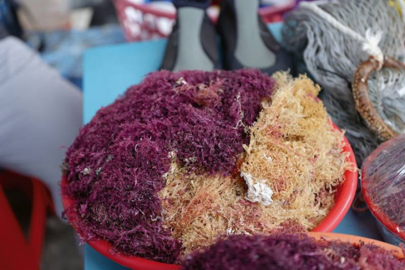 Freshly harvested gelidium is washed and dried seven times, gradually turning from dark red to pale yellow, before it can be used to make jelly.​​