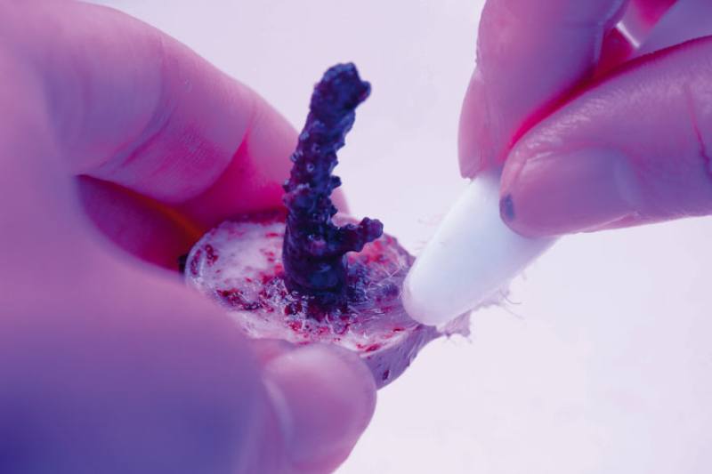 Every propagated coral fragment is the product of meticulous care.​​