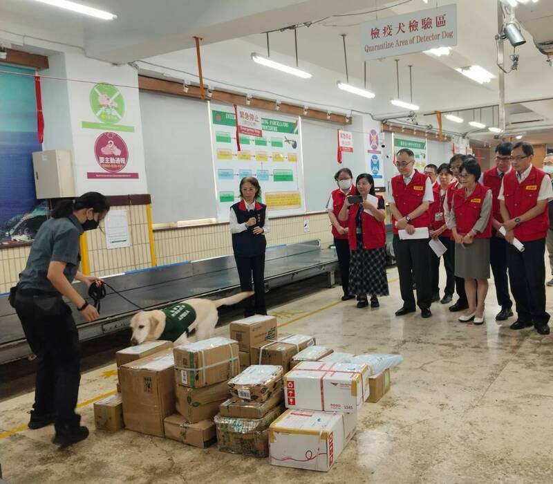 Du Li-hwa (second right), acting director-general of the MOA’s Animal and Plant Health Inspection Agency, along with other staff, watches a detection dog inspecting imported pork in Taipei on Friday. CNA photo Sept. 26, 2025