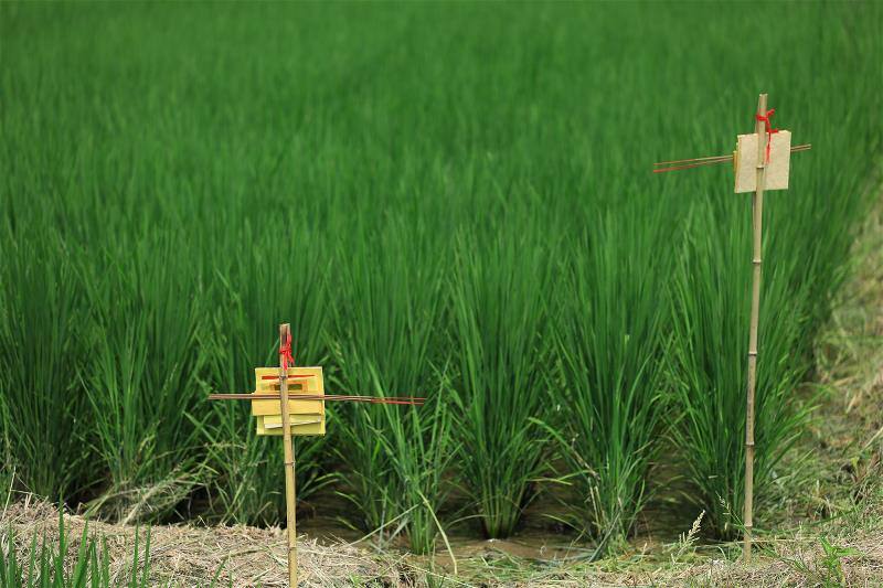 In Central Taiwan some people still observe the tradition of setting up “Earth God staffs” to help their local Earth God make his rounds. These also reveal the attachment and respect that people have for the land