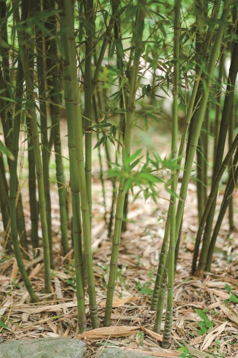 The name of Makino bamboo (Phyllostachys makinoi) commemorates the Japanese botanist Tomitaro Makino, who was fond of this bamboo species. It is said that he planted Taiwanese Makino bamboo in his garden in Japan.