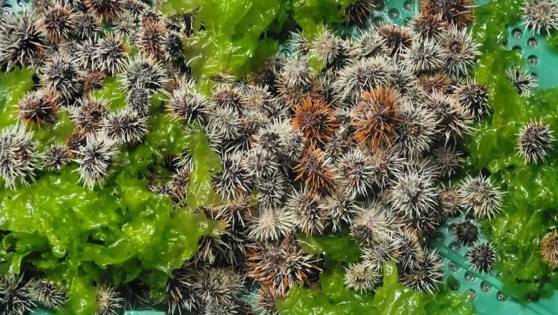 澎湖放流2萬顆海膽 盼透過適度保育增加數量