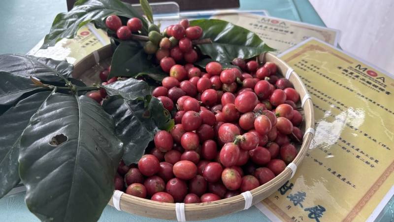 台東有50公頃的咖啡以有機式栽培並通過認證，農業部農糧署邀請民眾漫遊東台灣，品嘗帶有特殊香甜的水果風味咖啡，了解咖啡從產地到餐桌的風貌變化。（農糧署東區分署提供）