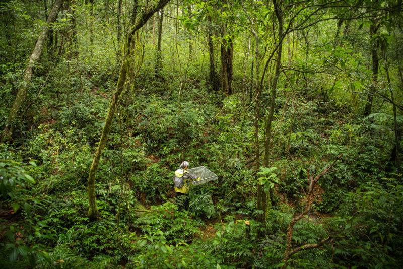 國立中山大學生物科學系助理教授張楊家豪研究生物氣候，監測全球首個地處亞熱帶雨林的福山森林動態樣區逾20年。（國立中山大學提供）