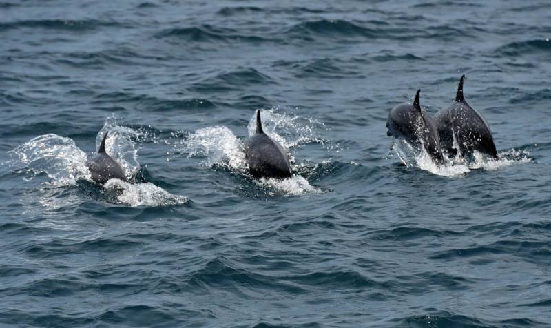 台東縣成功鎮新港漁港內的賞鯨船「晉領號」1日展開2024年首航，出航約1小時，在成功外海看到約300隻海豚躍出水面，業者開心的說是個「好兆頭」。（民眾提供）